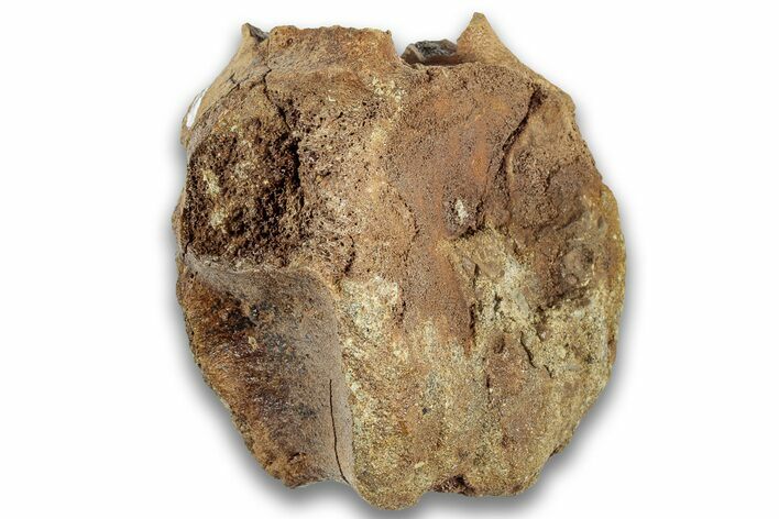 Fossil Dinosaur Vertebra Centrum - Montana #324150